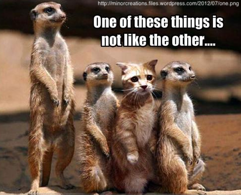 Cat amongst a group of meerkats, meme text reading: One of these things is not what the other…